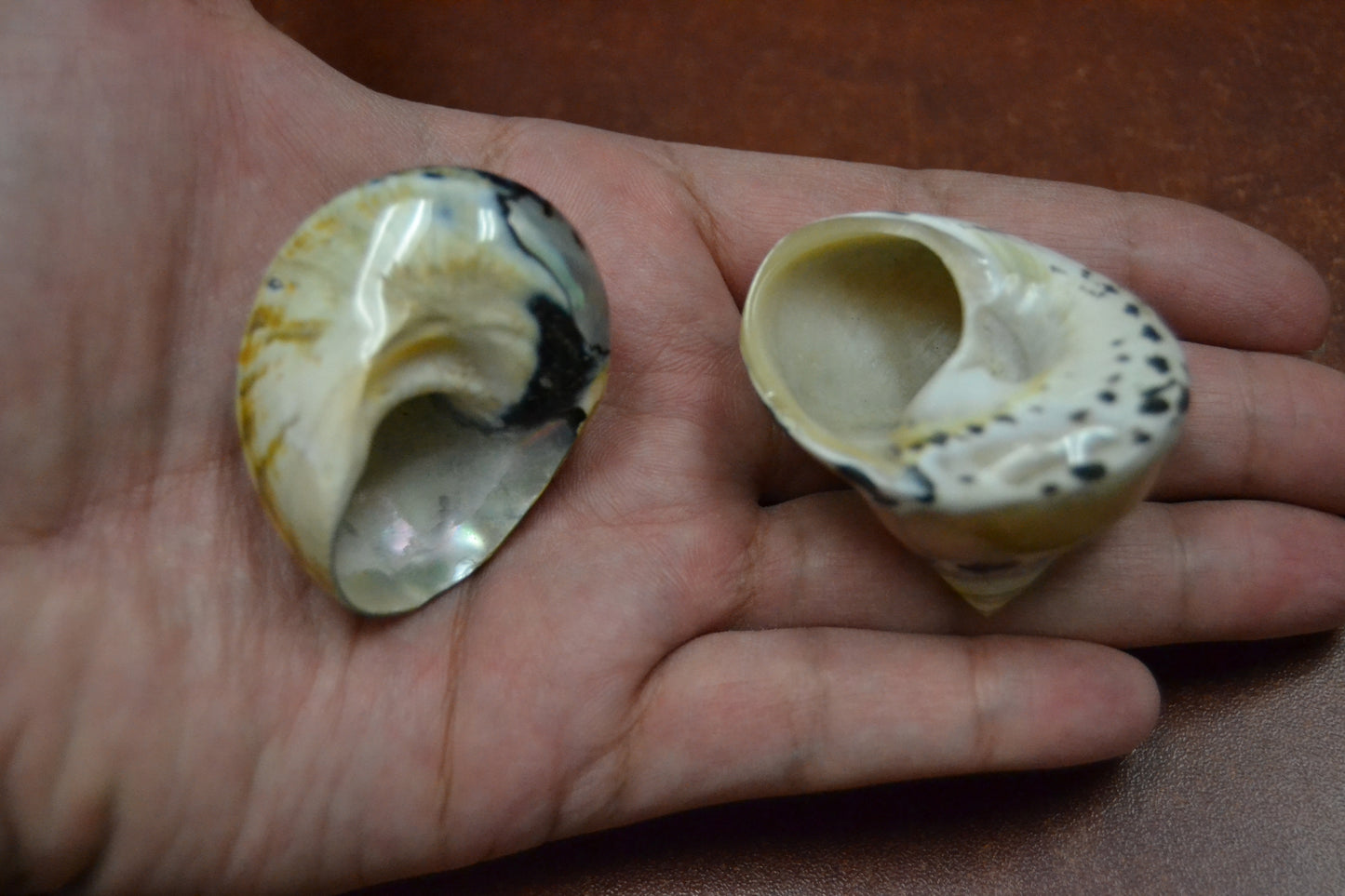 Black Pica Cyprea & Sarmaticus Shell Set | Hermit Crab Shells (2 Pcs)