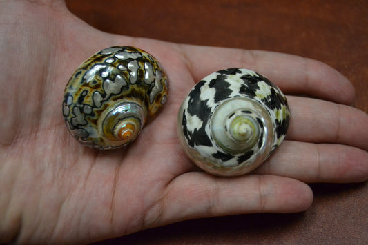 Black Pica Cyprea & Sarmaticus Shell Set | Hermit Crab Shells (2 Pcs)