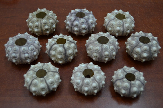 Purple Sputnik Sea Urchins | Natural Ocean Specimens (Set of 12)